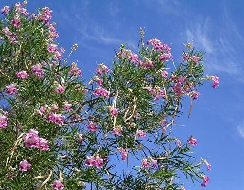 Desert Willow Seeds (Chilopsis Linearis Seeds) - Ornamental Tree or Shrub for Dry Landscapes