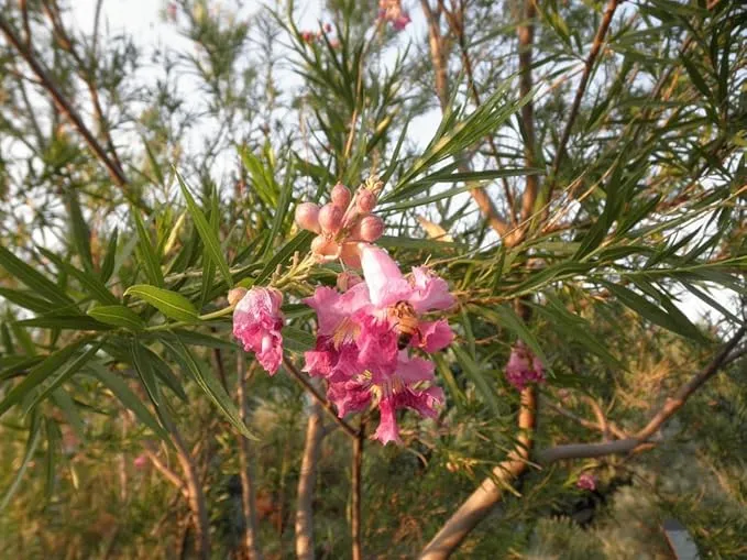 Desert Willow Seeds (Chilopsis Linearis Seeds) - Ornamental Tree or Shrub for Dry Landscapes
