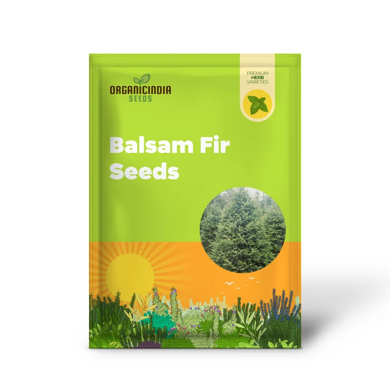 Balsam Fir Seeds – Abies Balsamea, Evergreen Conifer with Aromatic Foliage & Attractive Shape