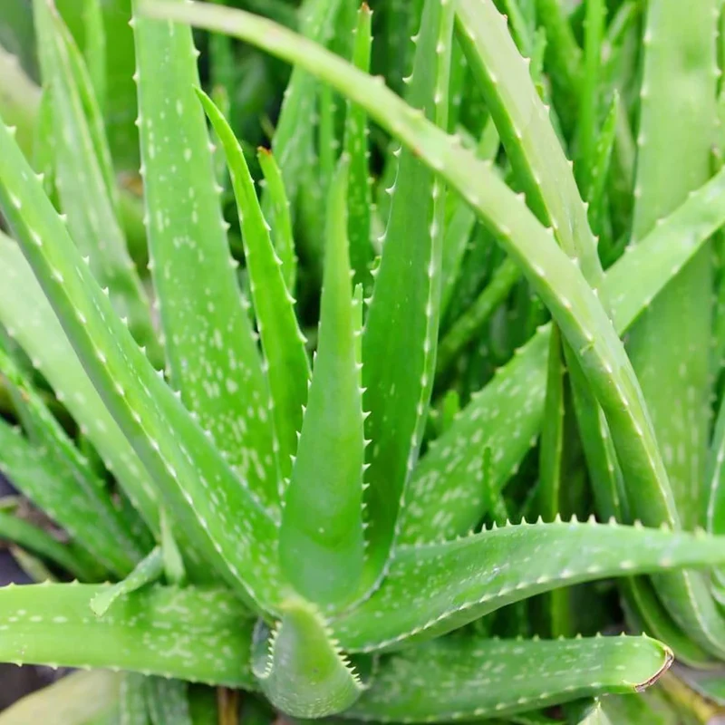 Aloe Vera Seeds Perennial, Deer Resistant, Low Maintenance, Attracts Pollinators, Ground Covers And Decorative Containers