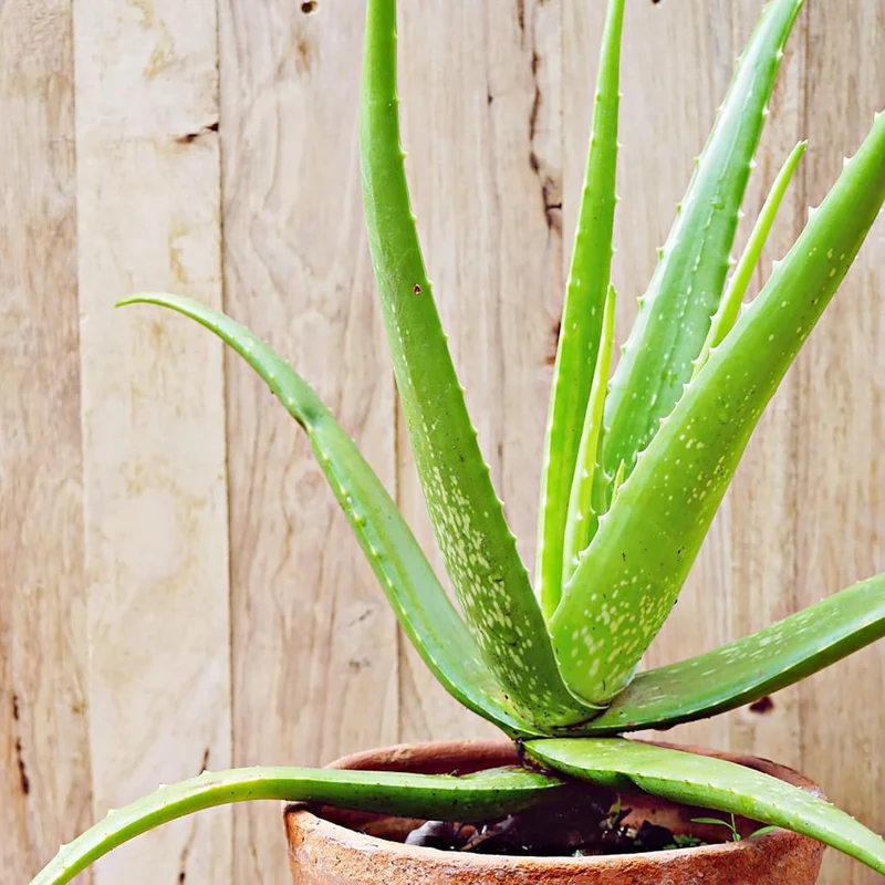 Aloe Vera Seeds Perennial, Deer Resistant, Low Maintenance, Attracts Pollinators, Ground Covers And Decorative Containers