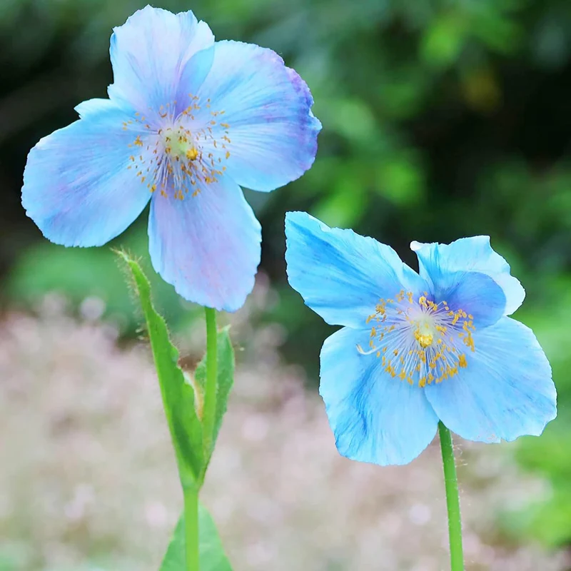 Himalayan Blue Poppy Seeds - Captivating Vivid Blue Flowers, Short-Lived Perennials for Shaded Borders & Woodland Gardens, 20Pcs Flower Seeds