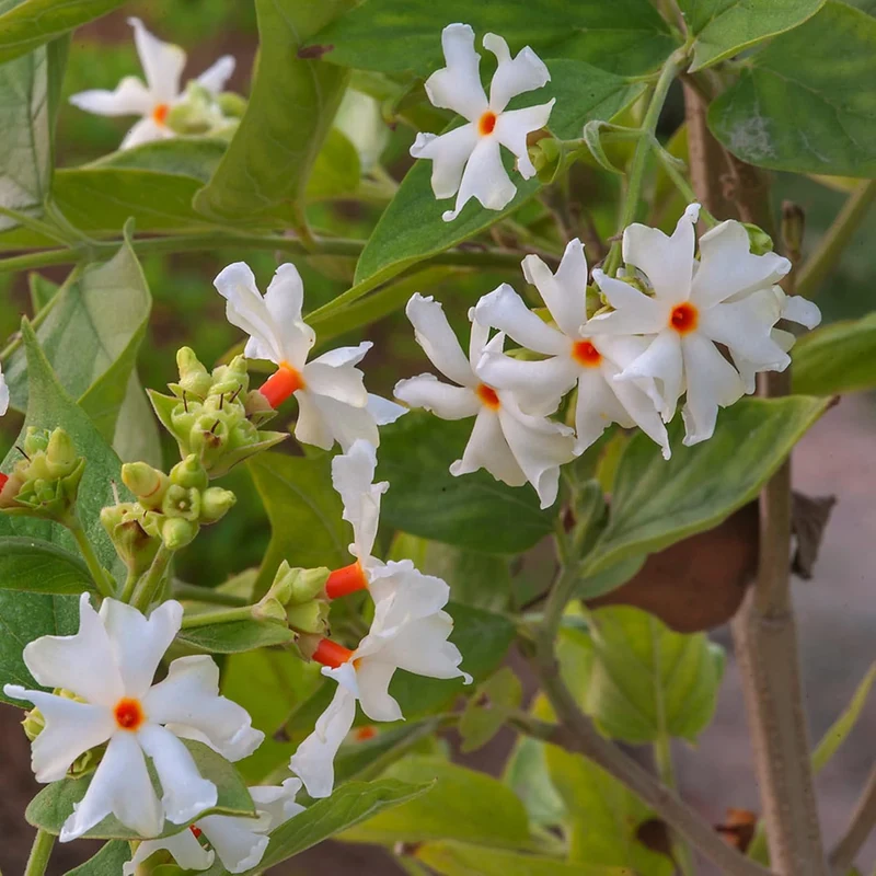 Night Flowering Star Jasmine Seeds for Planting Nyctanthes Arbor Tristis Fragrant, Health Benefits, Showy Ornamental for Patio And Borders