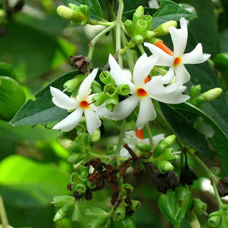 Night Flowering Star Jasmine Seeds for Planting Nyctanthes Arbor Tristis Fragrant, Health Benefits, Showy Ornamental for Patio And Borders