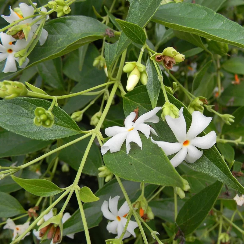 Night Flowering Star Jasmine Seeds for Planting Nyctanthes Arbor Tristis Fragrant, Health Benefits, Showy Ornamental for Patio And Borders