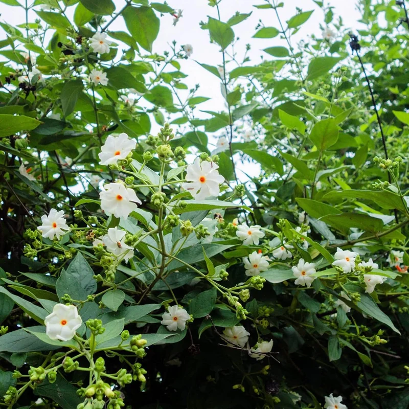 Night Flowering Star Jasmine Seeds for Planting Nyctanthes Arbor Tristis Fragrant, Health Benefits, Showy Ornamental for Patio And Borders