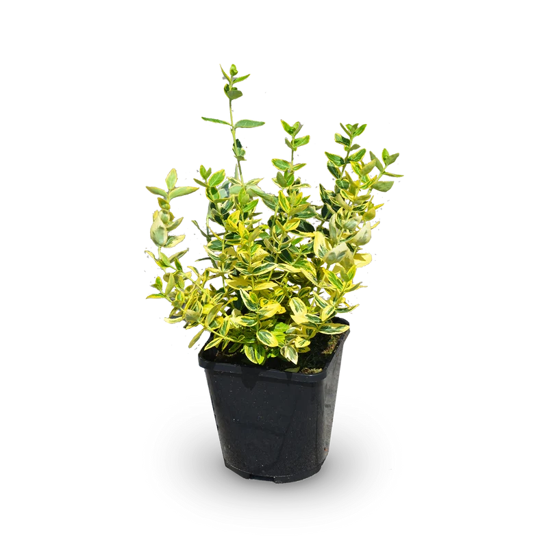 Kriechspindel 'Emerald´n Gold' (Mehrfach-Set)