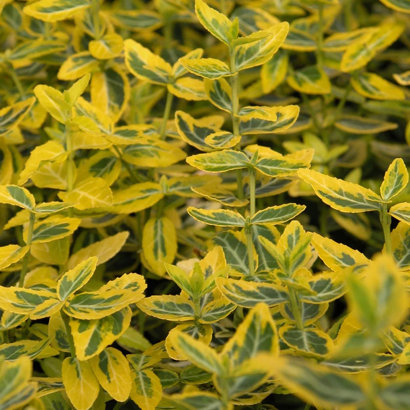 Kriechspindel 'Emerald´n Gold' (Mehrfach-Set)