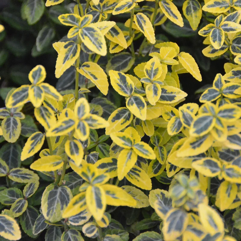 Kriechspindel 'Emerald´n Gold' (Mehrfach-Set)