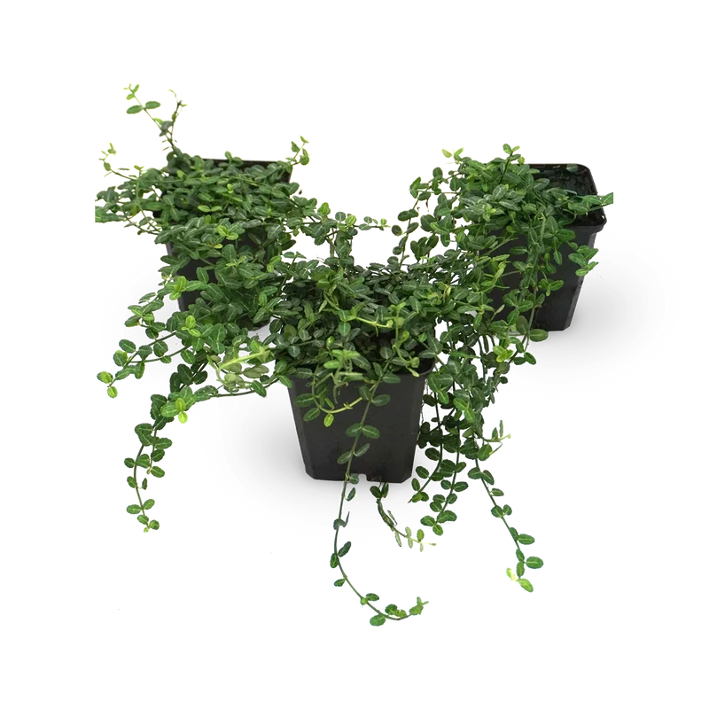 Kriechspindel 'Minimus' (Mehrfach-Set)