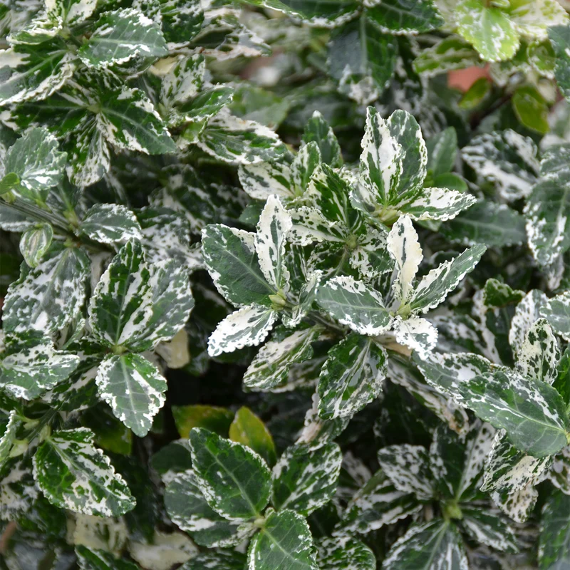 Kriechspindel 'Harlequin' (Mehrfach-Set)