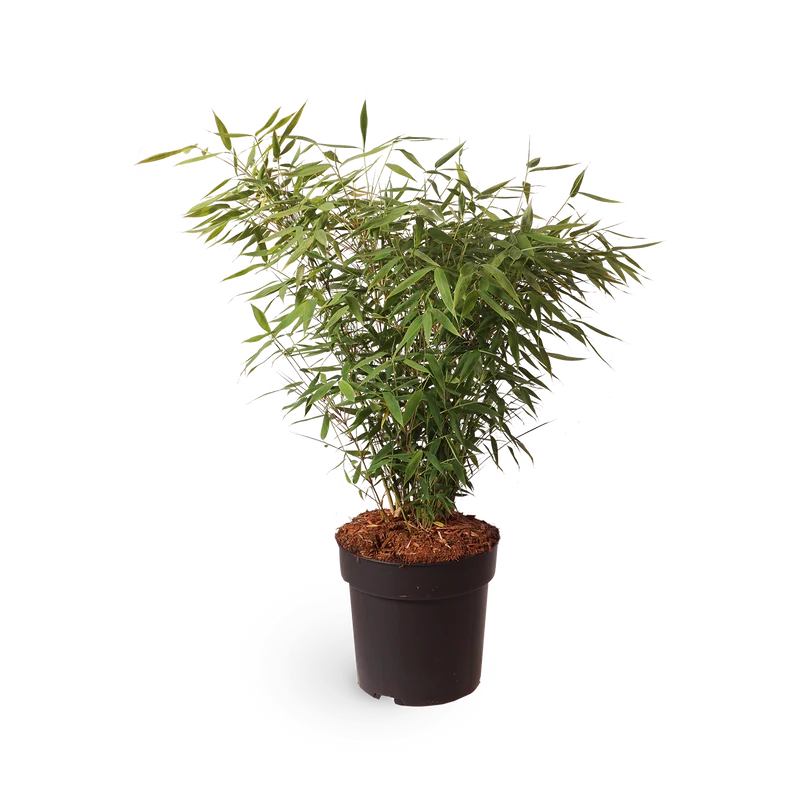 Gartenbambus 'Panda'®