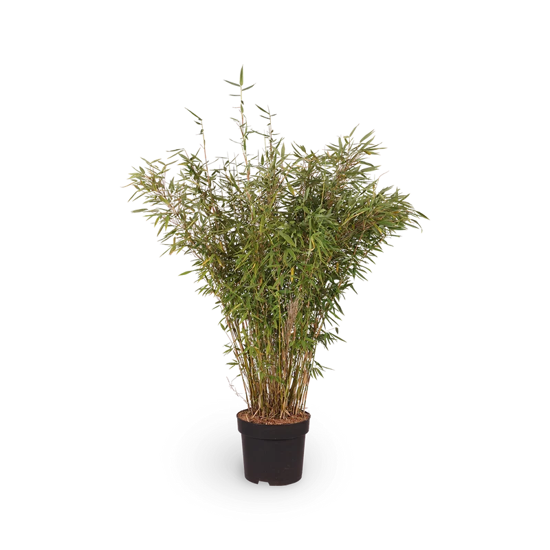 Gartenbambus 'Panda'®