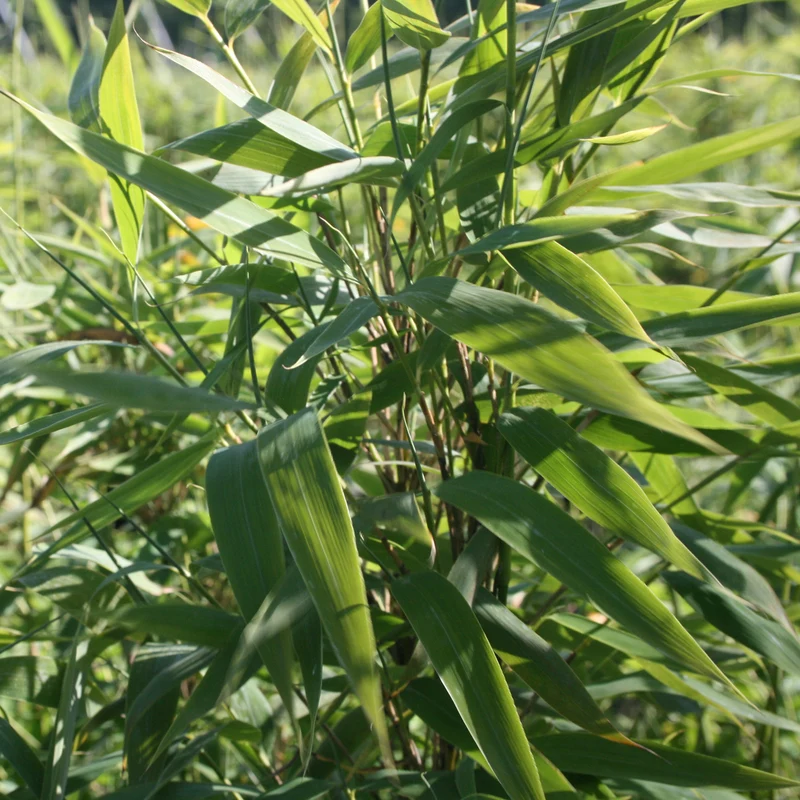 Gartenbambus 'Panda'®