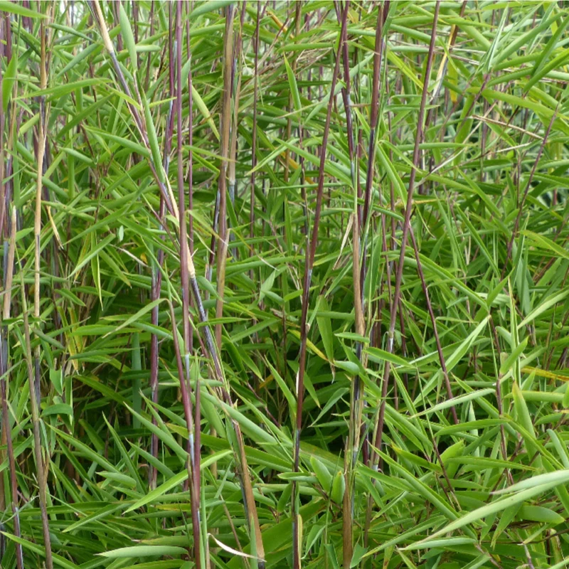 Bambus 'Gansu'