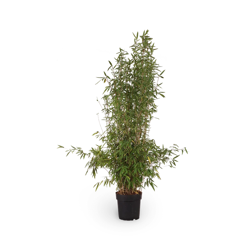 Schwarzer Bambus 'Black Pearl'