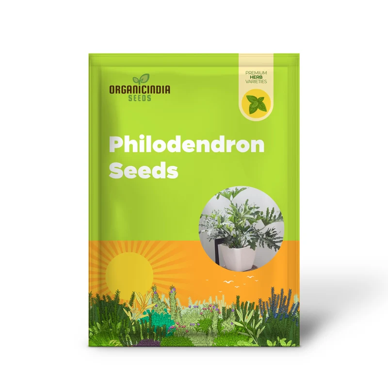 Lacy Tree Philodendron Seeds – Broadleaf Evergreen Tropical Plant for Indoor & Outdoor Gardens