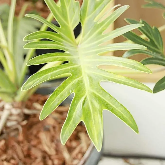 Lacy Tree Philodendron Seeds – Broadleaf Evergreen Tropical Plant for Indoor & Outdoor Gardens