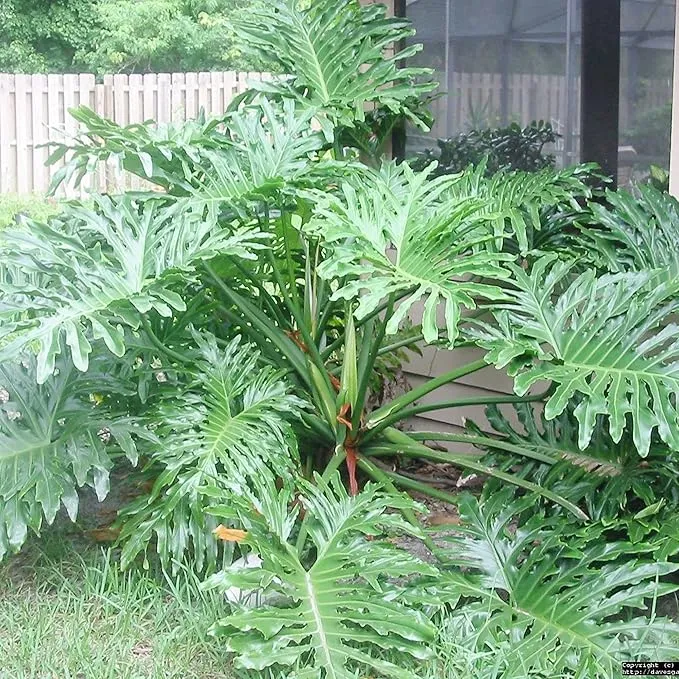 Lacy Tree Philodendron Seeds – Broadleaf Evergreen Tropical Plant for Indoor & Outdoor Gardens