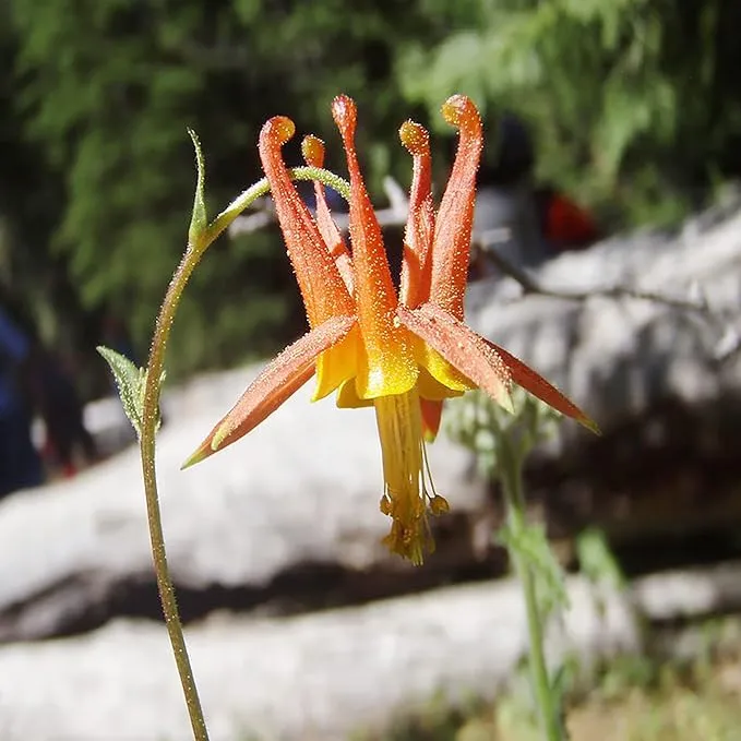 Double Orange Yellow Columbine Seeds - Showy Perennial, Deer & Rabbit Resistant, Ideal for Pollinator Gardens & Borders