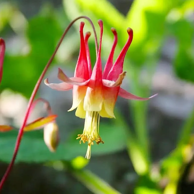 Double Orange Yellow Columbine Seeds - Showy Perennial, Deer & Rabbit Resistant, Ideal for Pollinator Gardens & Borders