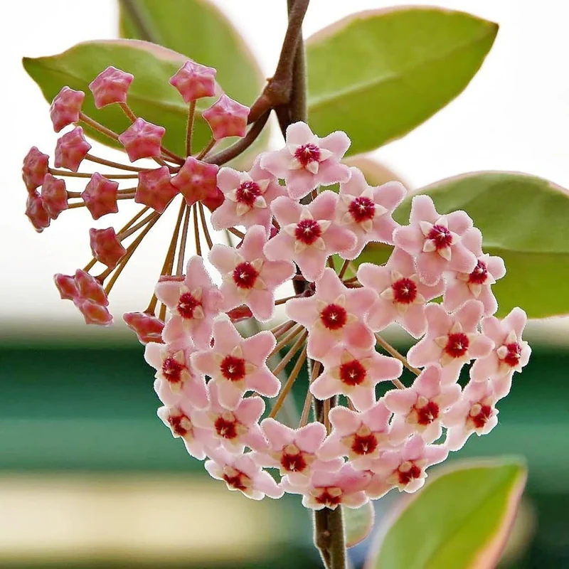 Hoya Carnosa Seeds, Wax Plant Seeds, Fragrant Perennial, Indoor Containers and Trellis