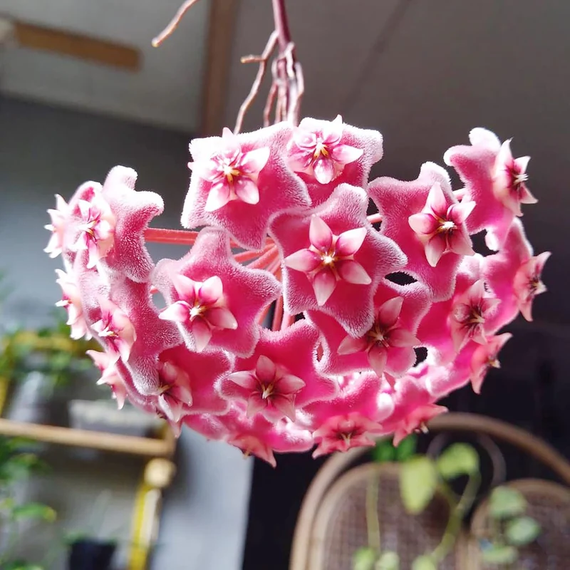 Hoya Carnosa Seeds, Wax Plant Seeds, Fragrant Perennial, Indoor Containers and Trellis