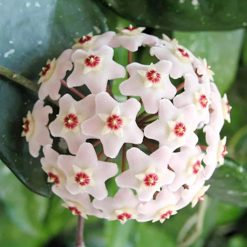 Hoya Carnosa Seeds, Wax Plant Seeds, Fragrant Perennial, Indoor Containers and Trellis