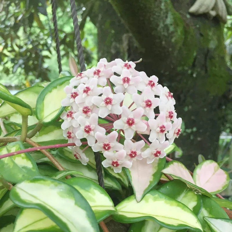 Hoya Carnosa Seeds, Wax Plant Seeds, Fragrant Perennial, Indoor Containers and Trellis
