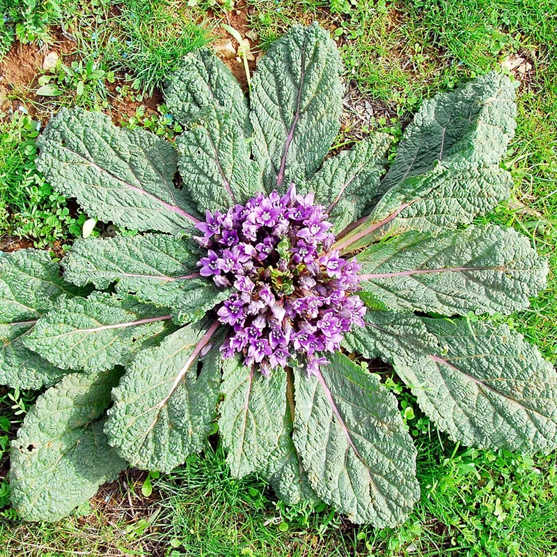 Mandrake Seeds - Mandragora Officinarum Perennial Herb for Fruit & Berries, Ideal for Courtyard and Outdoor Gardens, GMO-Free - 20Pcs
