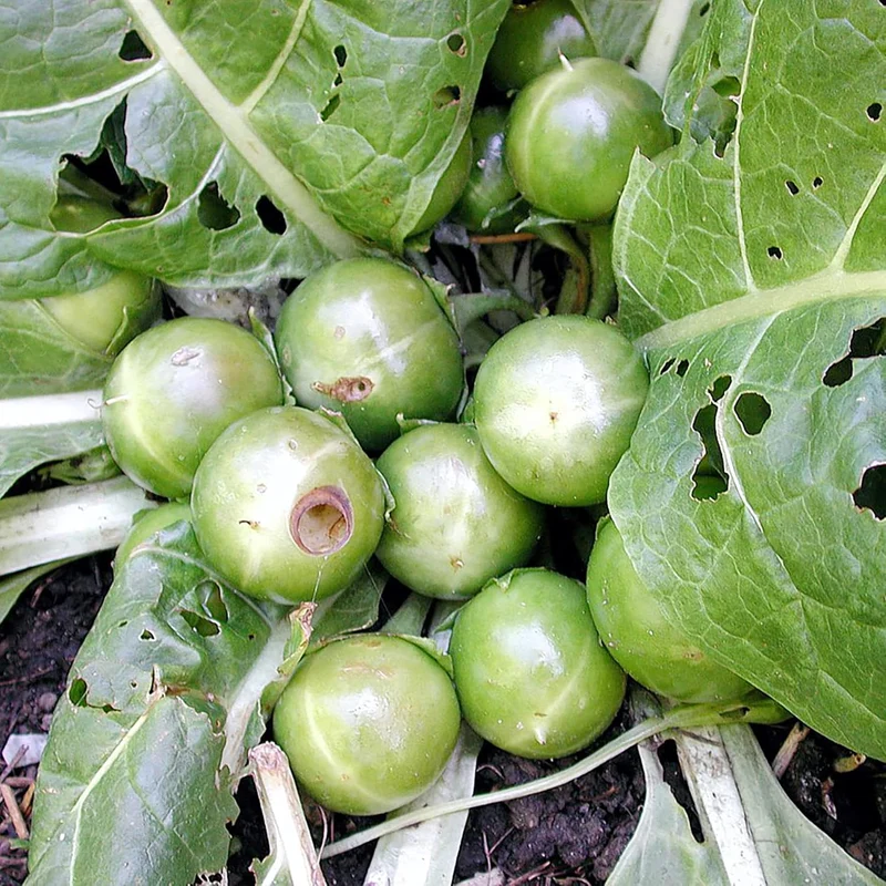 Mandrake Seeds - Mandragora Officinarum Perennial Herb for Fruit & Berries, Ideal for Courtyard and Outdoor Gardens, GMO-Free - 20Pcs