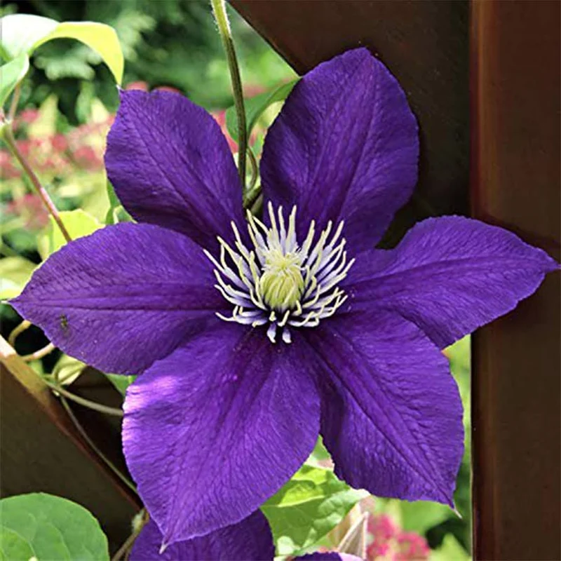 50 Dark Purple Clematis Seeds | Blooming Climbing Perennial Flowers | Flower Vine | Perennial Climber