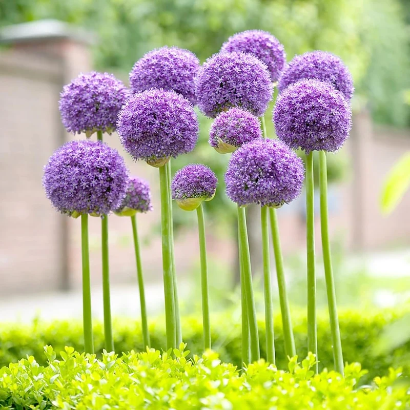Giant Allium Seeds - Allium Giganteum Purple, Cold Hardy Heirloom & Non-GMO, Ideal for Cut Flowers - 50 Pcs