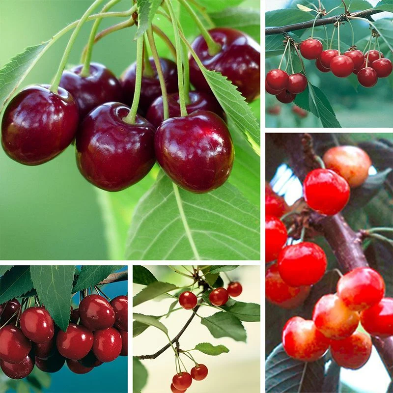 Black Cherry Seeds - Medium to Large Deciduous Tree with Fragrant White Flowers, Sweet Juicy Fruit, Ideal for Jams & Culinary Uses - 30Pcs