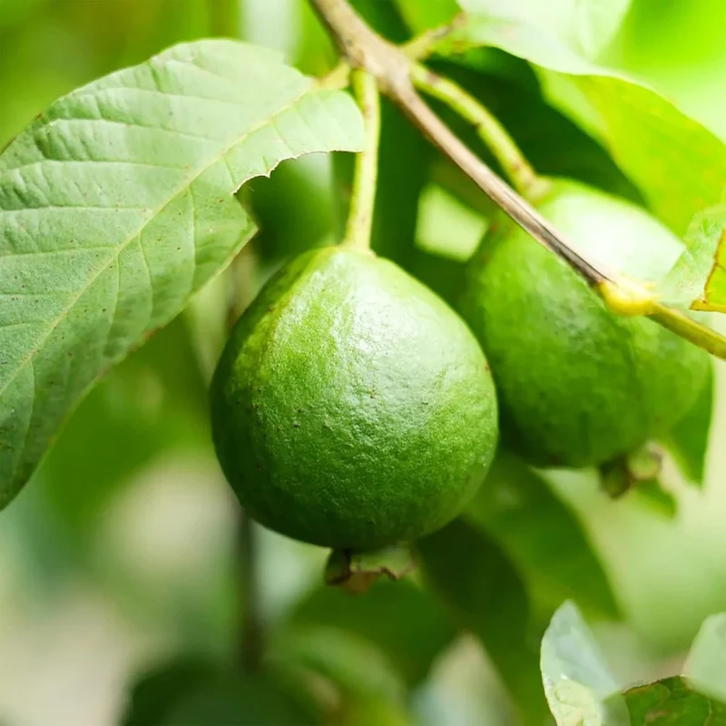 Guava Seeds - Red Psidium Guajava, Sweet Fragrant Tropical Fruit Seeds, Perennial – 50 Pcs