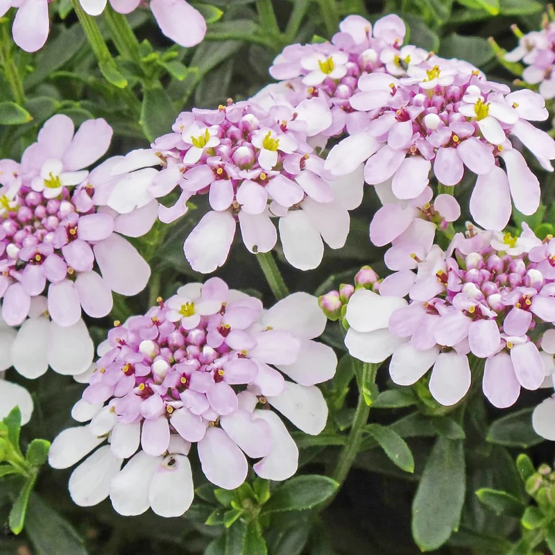 Candytuft Seeds Perennial - Attracts Pollinators, Deer & Rabbit Resistant, Drought Tolerant, Evergreen Ground Cover for Edging, Patio & Outdoor Containers