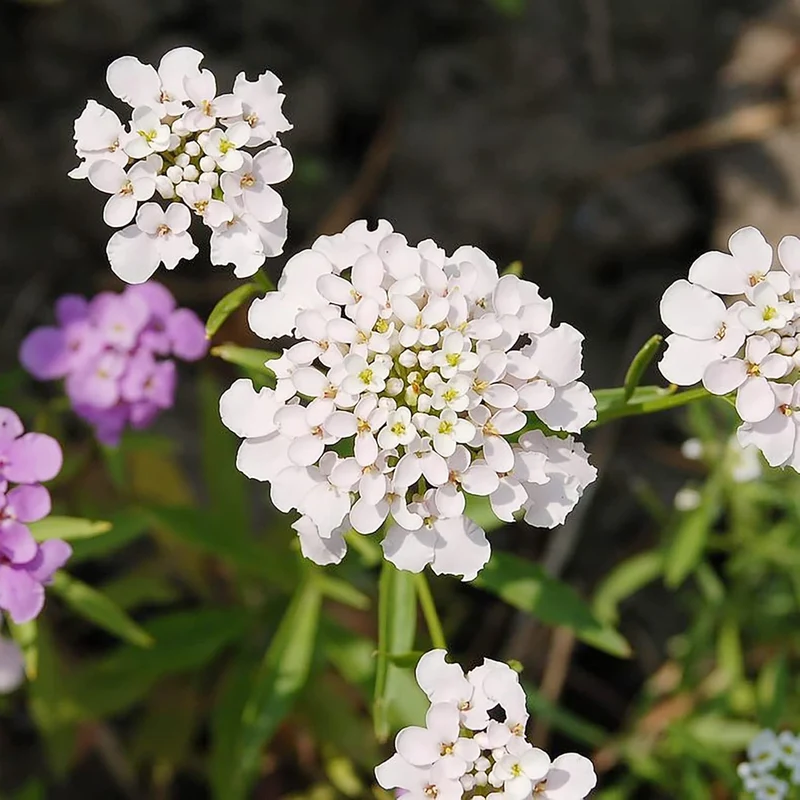 Candytuft Seeds Perennial - Attracts Pollinators, Deer & Rabbit Resistant, Drought Tolerant, Evergreen Ground Cover for Edging, Patio & Outdoor Containers