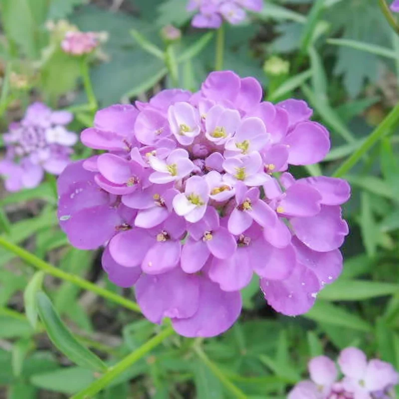 Candytuft Seeds Perennial - Attracts Pollinators, Deer & Rabbit Resistant, Drought Tolerant, Evergreen Ground Cover for Edging, Patio & Outdoor Containers