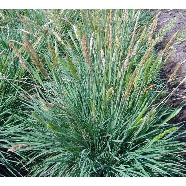 Fackelgras (Koeleria glauca)