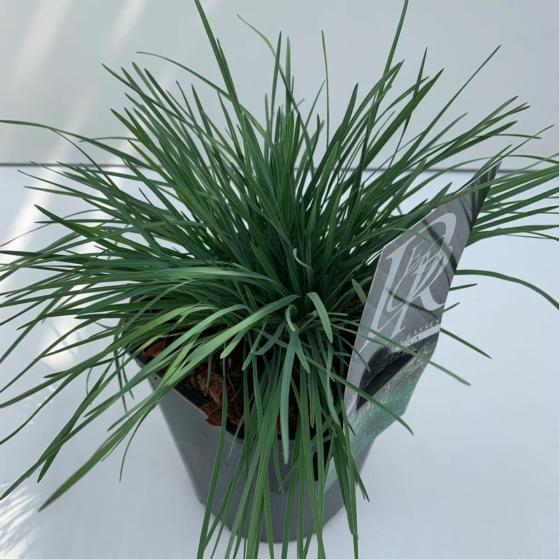 Fackelgras (Koeleria glauca)