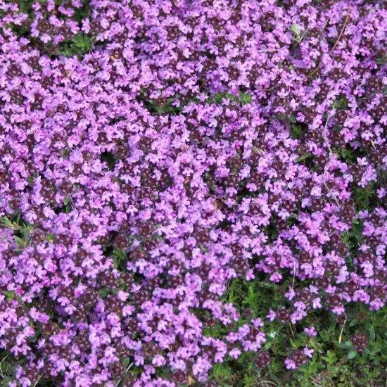 Thymian (Thymus praecox 'Coccineus')