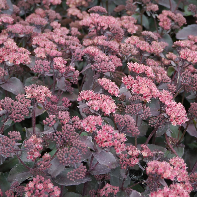 Fetthenne (Sedum-Klassenakt)
