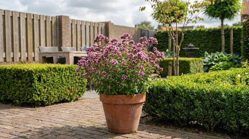 Majoran (Origanum 'Rosenkuppel')