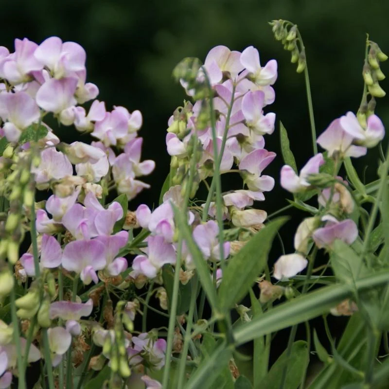 Duftwicke (Lathyrus latifolius 'Pink Pearl')