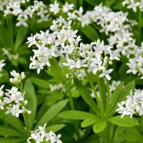 Süßer Waldmeister (Galium odoratum)