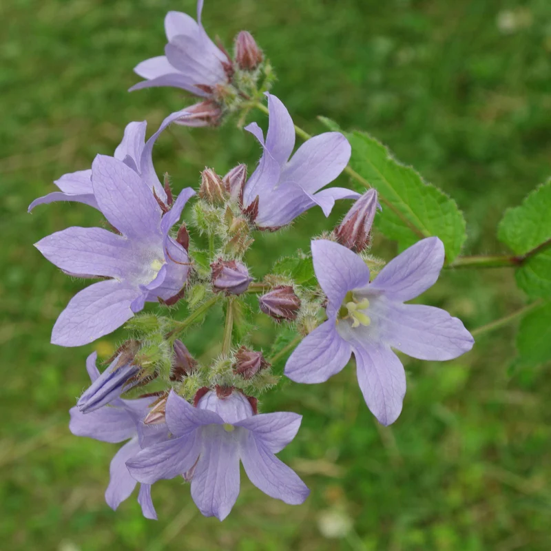 Celtis-Blattglockenblume (Campanula lactiflora 'Prichard Var')