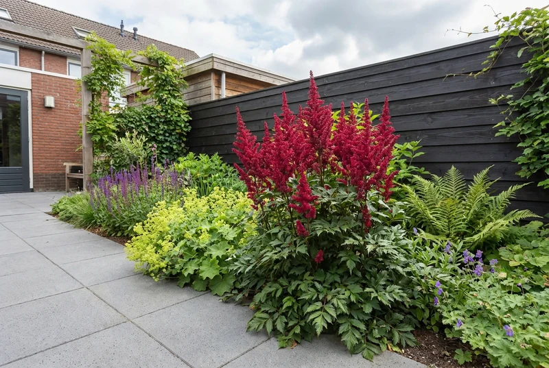 Spirea (Astilbe (A) 'Fanal')