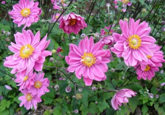Japanische Anemone (Anemone hupehensis 'Prinz Heinrich')