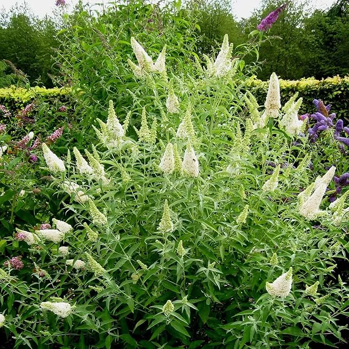 White Butterfly Bush Seeds, Buddleia Davidii Perennial Shrub, Attracts Butterflies, Low Maintenance, Fast Growing, Outdoor Patio Bed