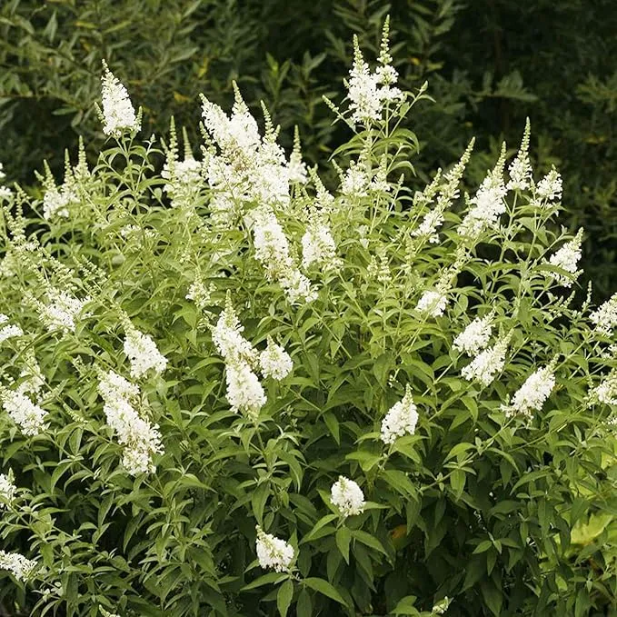 White Butterfly Bush Seeds, Buddleia Davidii Perennial Shrub, Attracts Butterflies, Low Maintenance, Fast Growing, Outdoor Patio Bed